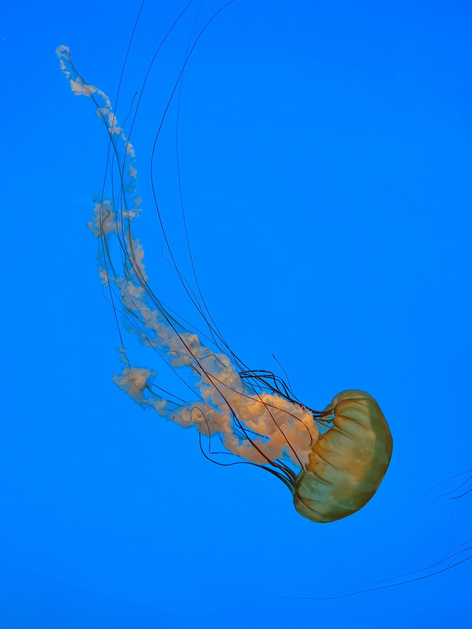 a group of jellyfish in the water